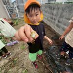 Title: 収穫体験（竹とんぼ組） | Press-571 | Image No.25 | 社会福祉法人ひだまり会  かざぐるま保育園 | 福岡県行橋市