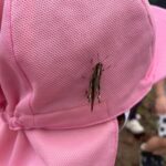 Title: 秋探そう(紙風船組) | Press-581 | Image No.43 | 社会福祉法人ひだまり会  かざぐるま保育園 | 福岡県行橋市