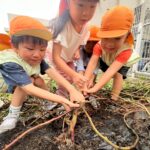 Title: 収穫体験（竹とんぼ組） | Press-571 | Image No.8 | 社会福祉法人ひだまり会  かざぐるま保育園 | 福岡県行橋市