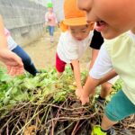 Title: 収穫体験（竹とんぼ組） | Press-571 | Image No.21 | 社会福祉法人ひだまり会  かざぐるま保育園 | 福岡県行橋市