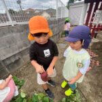Title: 収穫体験（竹とんぼ組） | Press-571 | Image No.22 | 社会福祉法人ひだまり会  かざぐるま保育園 | 福岡県行橋市