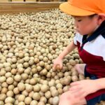 Title: 親子遠足(年長児) | Press-584 | Image No.25 | 社会福祉法人ひだまり会  かざぐるま保育園 | 福岡県行橋市