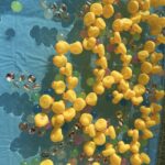 Title: 秋の作品展＆ファミリーデイ | Press-588 | Image No.11 | 社会福祉法人ひだまり会  かざぐるま保育園 | 福岡県行橋市