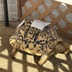 Title: 秋の作品展＆ファミリーデイ | Press-588 | Image No.26 | 社会福祉法人ひだまり会  かざぐるま保育園 | 福岡県行橋市