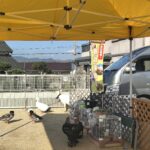 Title: 秋の作品展＆ファミリーデイ | Press-588 | Image No.19 | 社会福祉法人ひだまり会  かざぐるま保育園 | 福岡県行橋市