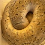 Title: 秋の作品展＆ファミリーデイ | Press-588 | Image No.27 | 社会福祉法人ひだまり会  かざぐるま保育園 | 福岡県行橋市