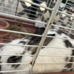 Title: 秋の作品展＆ファミリーデイ | Press-588 | Image No.28 | 社会福祉法人ひだまり会  かざぐるま保育園 | 福岡県行橋市