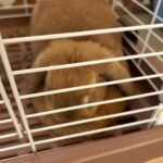 Title: 秋の作品展＆ファミリーデイ | Press-588 | Image No.29 | 社会福祉法人ひだまり会  かざぐるま保育園 | 福岡県行橋市