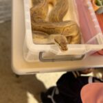 Title: 秋の作品展＆ファミリーデイ | Press-588 | Image No.30 | 社会福祉法人ひだまり会  かざぐるま保育園 | 福岡県行橋市