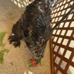 Title: 秋の作品展＆ファミリーデイ | Press-588 | Image No.31 | 社会福祉法人ひだまり会  かざぐるま保育園 | 福岡県行橋市