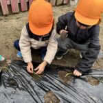 Title: 菜園活動（竹とんぼ組） | Press-598 | Image No.3 | 社会福祉法人ひだまり会  かざぐるま保育園 | 福岡県行橋市